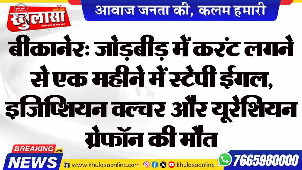 बीकानेर: जोड़बीड़ में करंट लगने से एक महीने में स्टेपी ईगल, इजिप्शियन वल्चर और यूरेशियन ग्रेफॉन की मौत