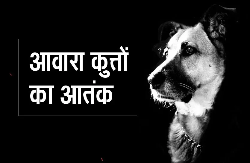 आवारा कुत्तों का आतंक, 3 वर्षीय मासूम को नोचा, गंभीर हालत में पीबीएम में इलाज जारी