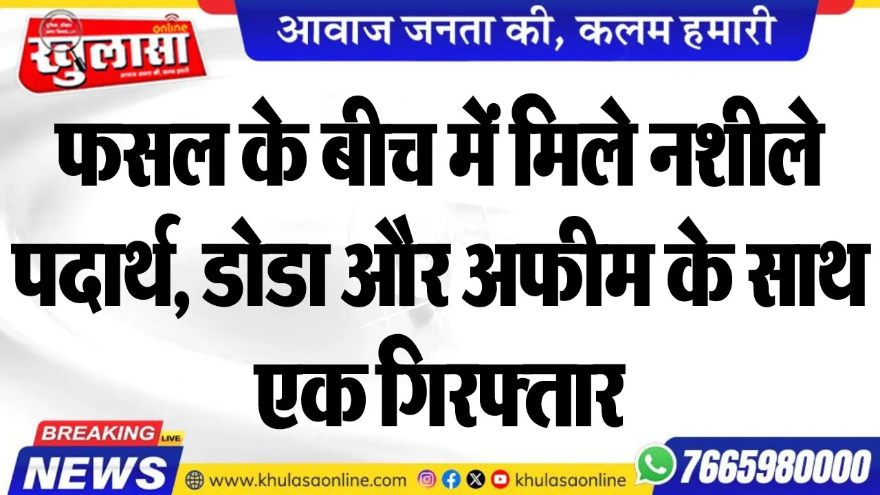 फसल के बीच में मिले नशीले पदार्थ, डोडा और अफीम के साथ एक गिरफ्तार