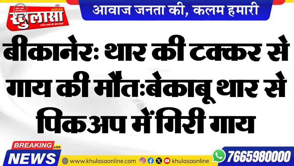 बीकानेर: थार की टक्कर से गाय की मौत:बेकाबू थार से पिकअप में गिरी गाय