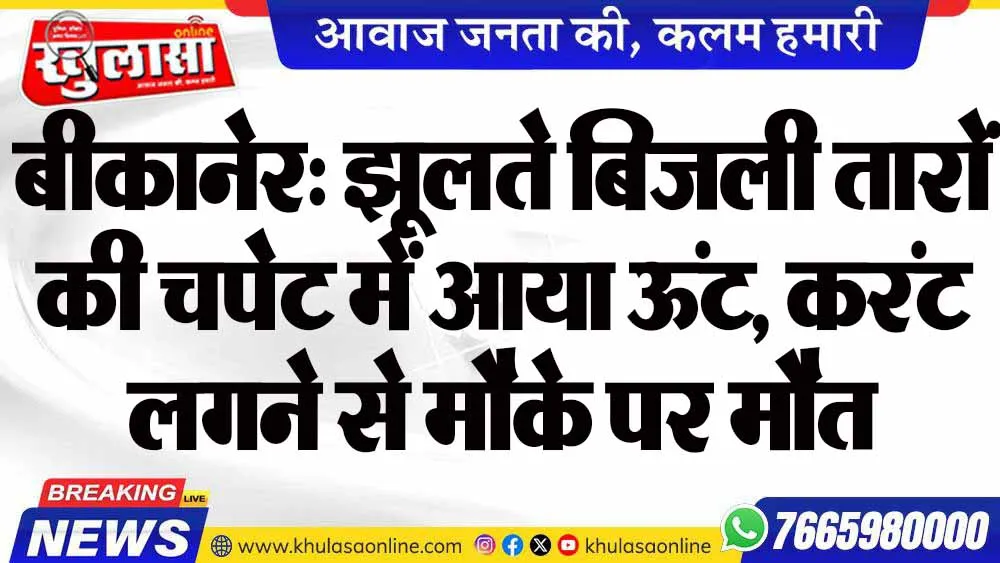बीकानेर: झूलते बिजली तारों की चपेट में आया ऊंट, करंट लगने से मौके पर मौत