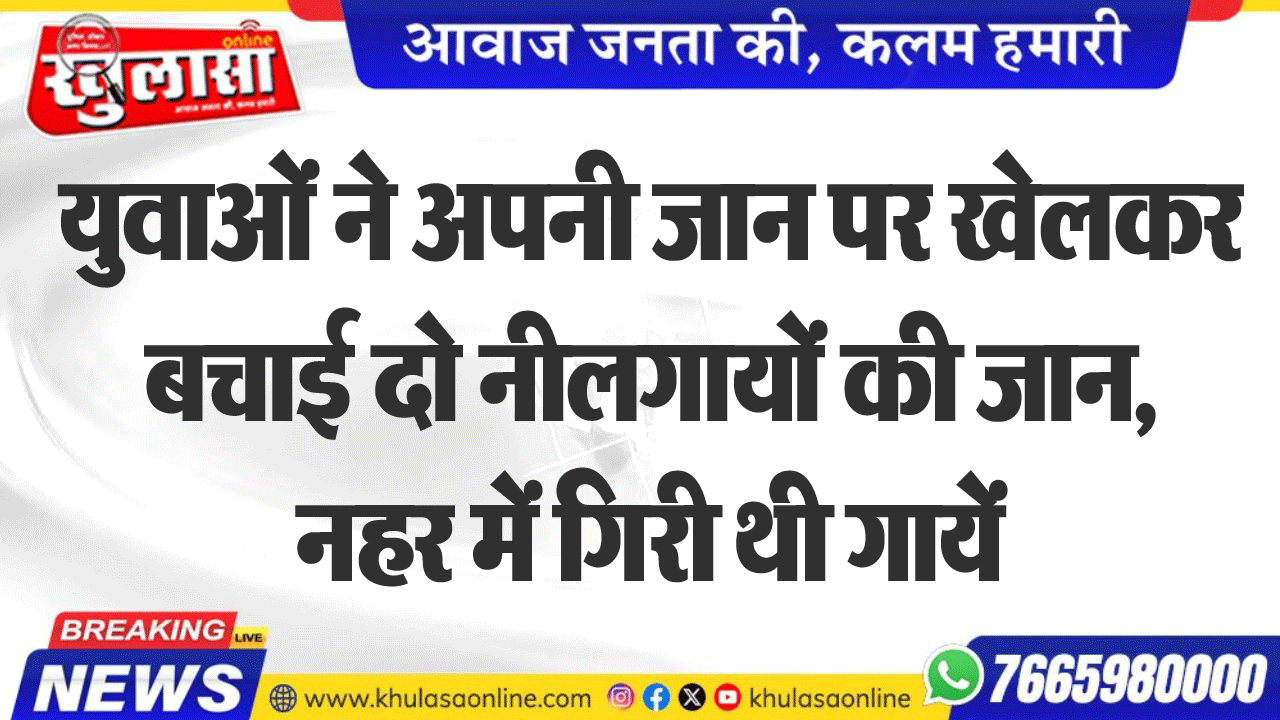 युवाओं ने अपनी जान पर खेलकर बचाई दो नीलगायों की जान, नहर में गिरी थी गायें