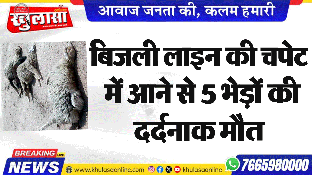 बिजली लाइन की चपेट में आने से 5 भेड़ों की दर्दनाक मौत