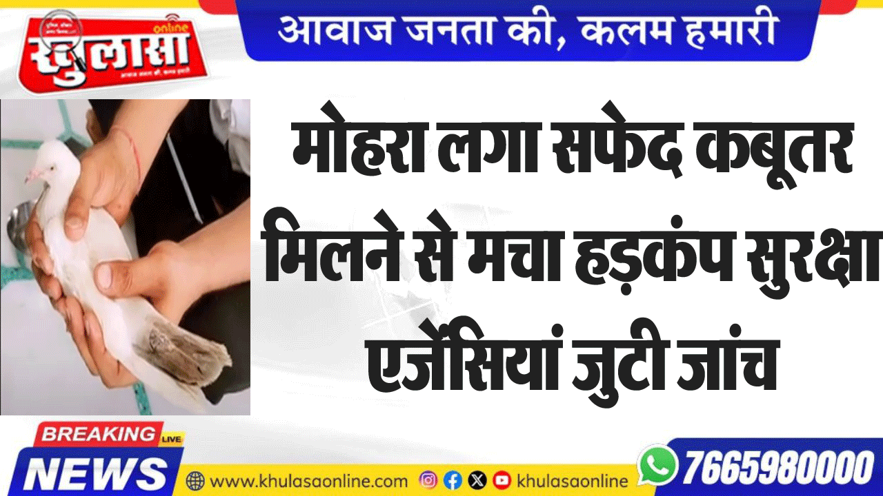 मोहरा लगा सफेद कबूतर मिलने से मचा हडक़ंप सुरक्षा एजेंसियां जुटी जांच