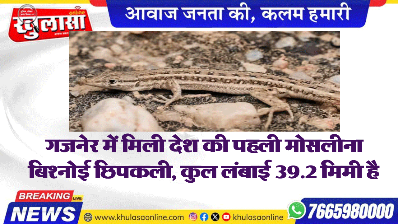 गजनेर में मिली देश की पहली मोसलीना बिश्नोई छिपकली, कुल लंबाई 39.2 मिमी है