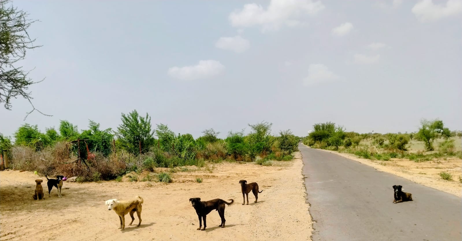 बीकानेर की 40 हजार बीघा गोचर भूमि पर आवारा कुत्तों का आतंक, डॉग हाउस निर्माण की उठी मांग