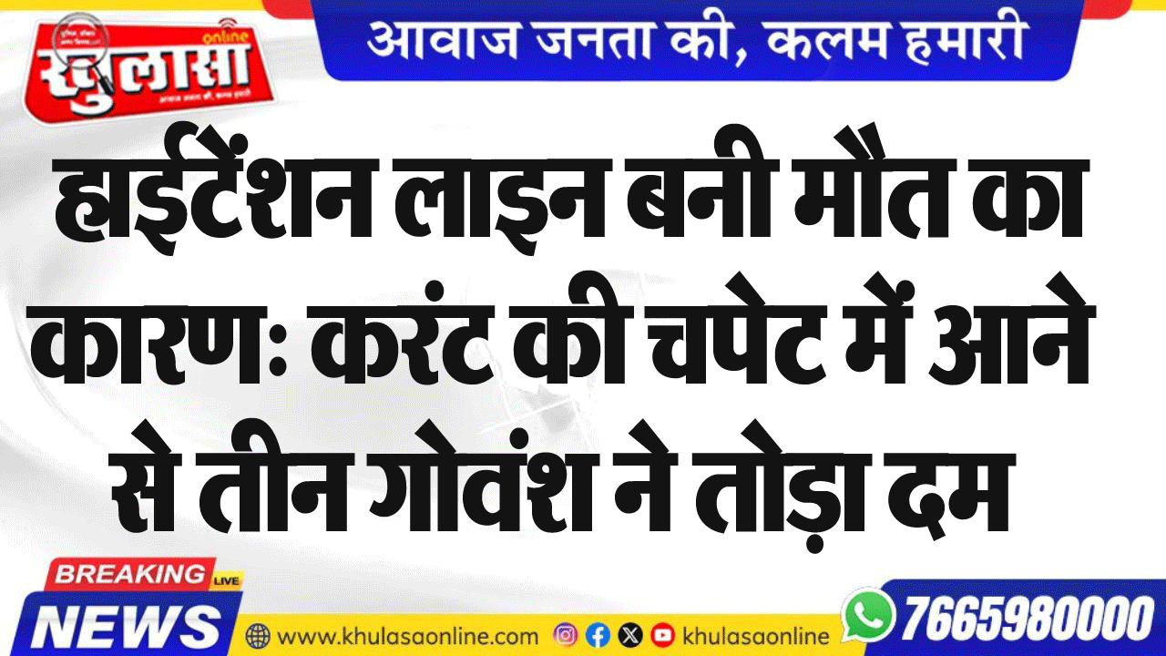 हाईटेंशन लाइन बनी मौत का कारण: करंट की चपेट में आने से तीन गोवंश ने तोड़ा दम