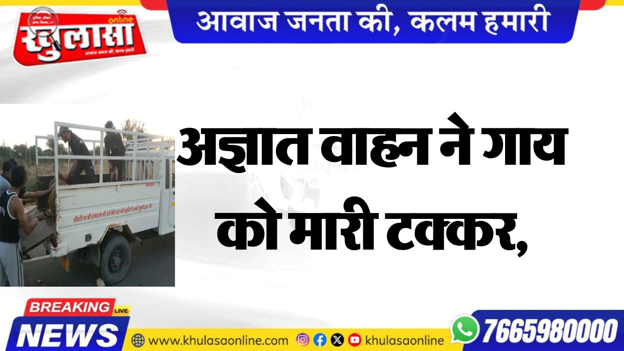 अज्ञात वाहन ने गाय को मारी टक्कर, पिछले पैर फ्रैक्चर