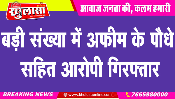 बड़ी संख्या में अफीम के पौधे सहित आरोपी गिरफ्तार